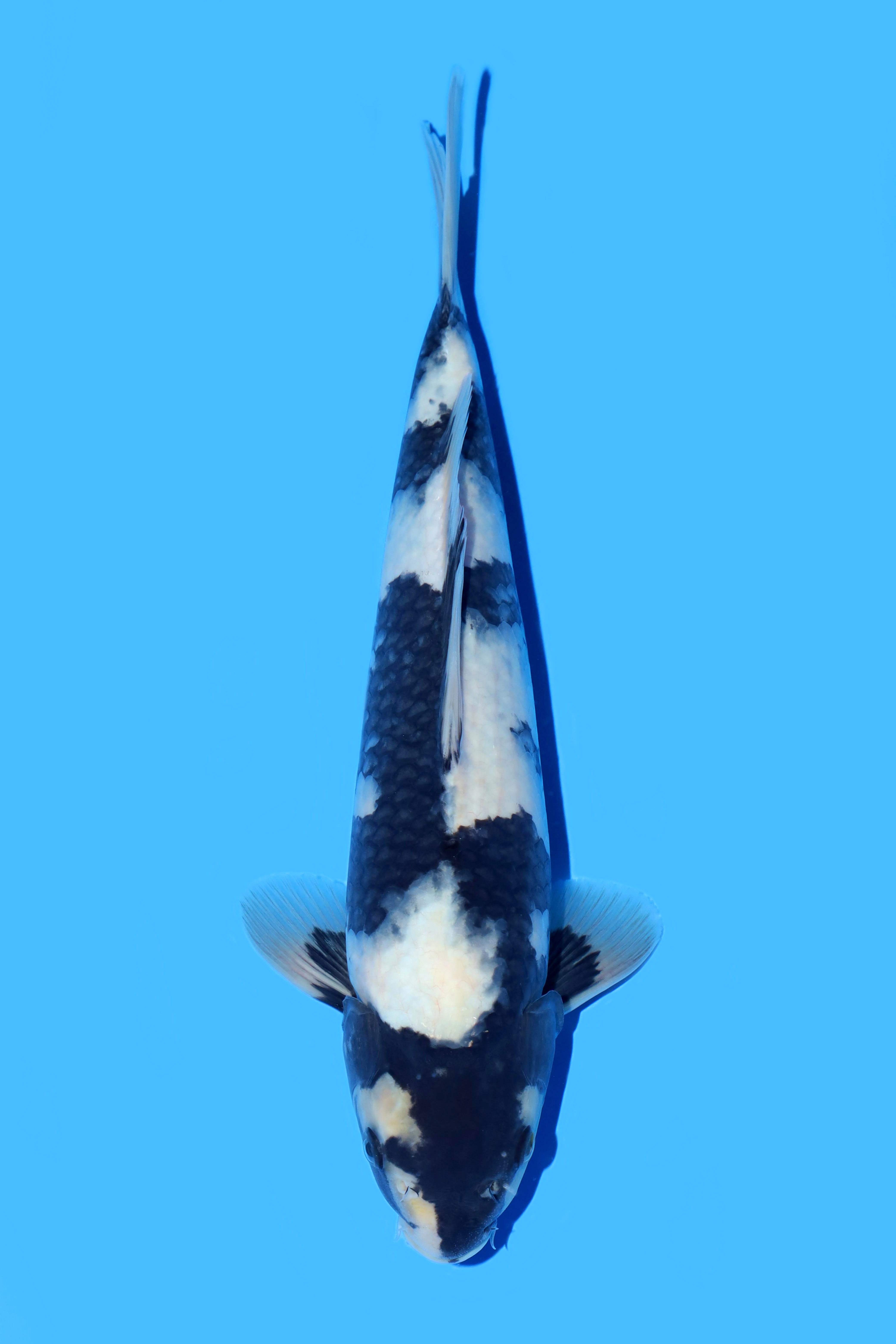 ONELITO KOI