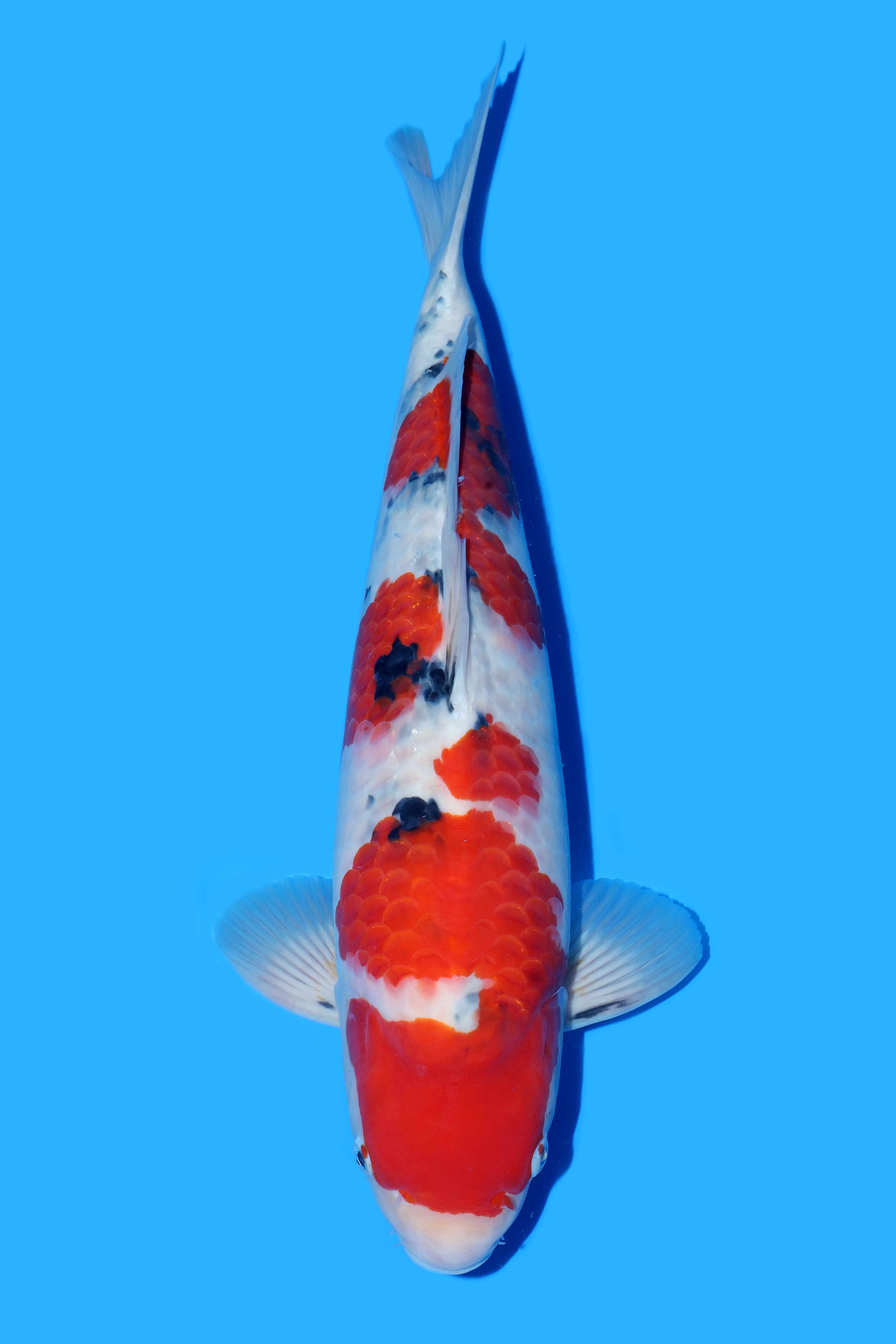 ONELITO KOI